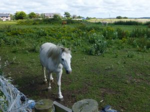 Horses at Altcar Lane